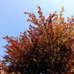 Fagus grandifolia Habit