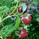 Rubus idaeus फल