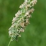 Phleum pratense Flower