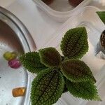 Pilea mollis Hoja