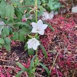 Campanula persicifolia फूल