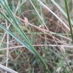 Juncus maritimus 葉