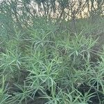 Euphorbia lamarckii Levél