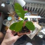 Catha edulis Φύλλο