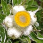 Helichrysum foetidum പുഷ്പം