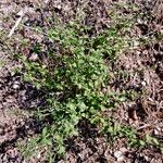 Clinopodium nepeta Vekstform