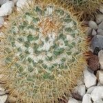 Mammillaria columbiana Leaf