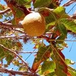 Aesculus pavia Fruit