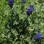 Lupinus pilosus Habitus