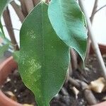 Ficus benjamina Yaprak