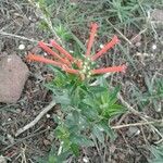 Bouvardia ternifolia Blodyn
