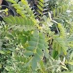 Senna surattensis Hoja