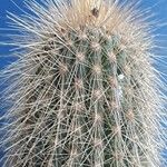 Weberbauerocereus winterianus Otro