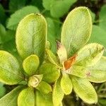 Rhododendron schlippenbachii Лист