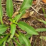 Phyteuma betonicifolium Листок