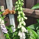 Digitalis grandifloraFlower