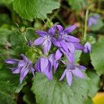 Campanula poscharskyana फूल