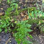 Dryopteris carthusianaLeaf