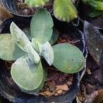Crassula cotyledonis Leaf