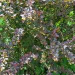 Berberis thunbergiiBlad