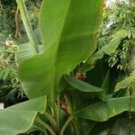 Musa acuminata Агульны выгляд