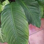 Spathiphyllum blandum Φύλλο