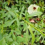 Hibiscus aculeatus Fulla