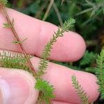 Erica ciliaris Frunză