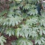 Fatsia japonicaList