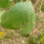 Cordia monoica 叶