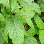 Scrophularia alpestris Leaf