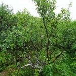 Betula humilis Habit