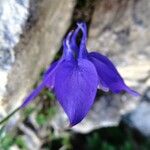 Aquilegia pyrenaica Λουλούδι