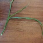 Eragrostis racemosa 葉