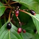 Hamelia patens Fruit