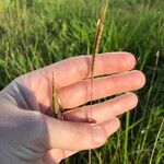 Dichanthium aristatum Flors