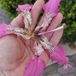 Ceiba speciosa Flower