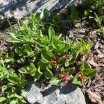 Salix herbacea Egyéb