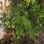 Liquidambar orientalisYaprak