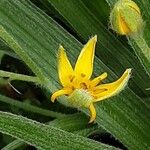 Hypoxis hirsuta Λουλούδι