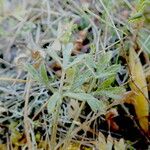 Ranunculus paludosus Leaf