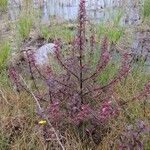 Pedicularis palustris ഇല