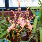 Brassia arachnoidea 花