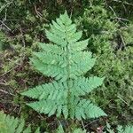 Dryopteris expansa Leaf