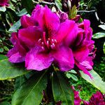 Rhododendron catawbienseFlor