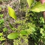 Searsia natalensis Leaf