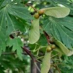 Acer japonicum Плід