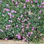 Erodium corsicumപുഷ്പം