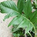 Cynara scolymus ഇല