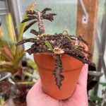 Euphorbia decaryi Blad